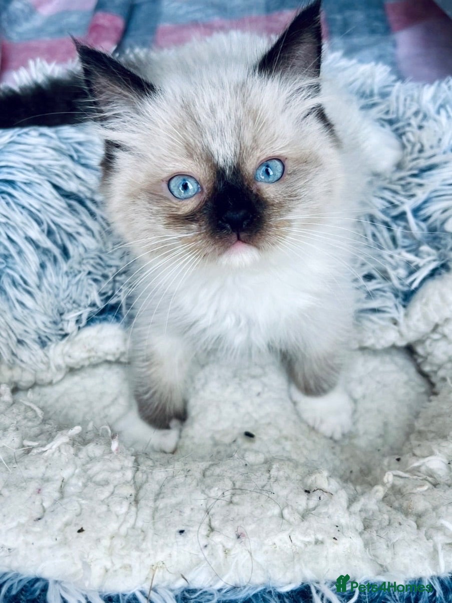 Ragdoll cats 4 full pedigree ragdoll kittens  - Advert 3