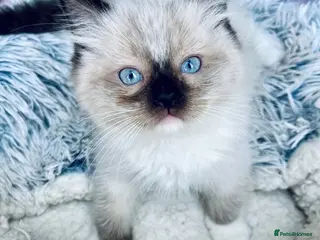 Ragdoll cats 4 full pedigree ragdoll kittens - Advert 3