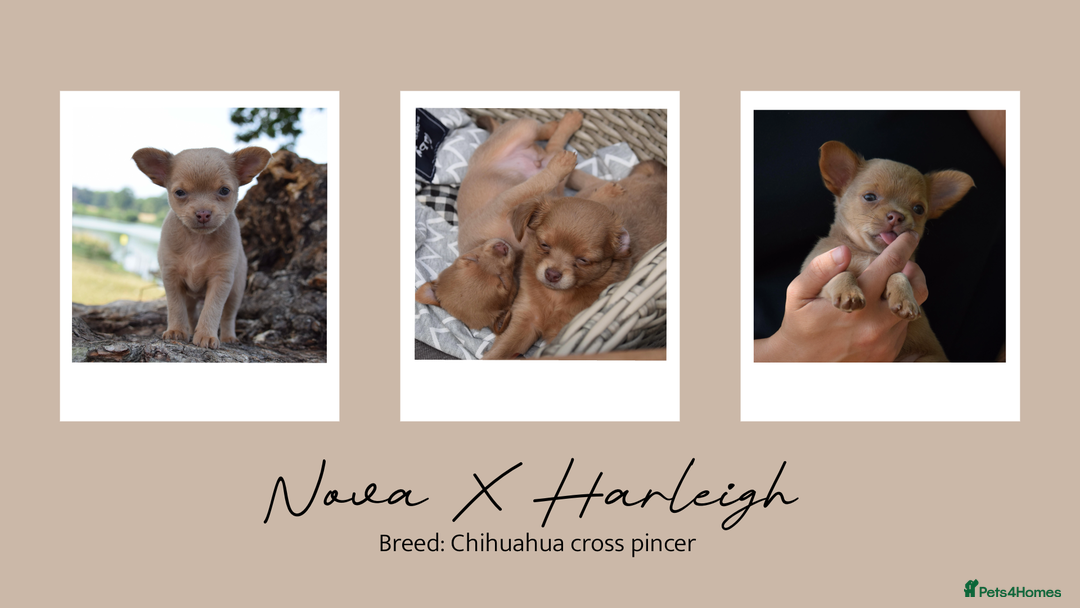 Chihuahua dogs for stud: Unique Chihuahua for Stud 🐾 in Southampton - Image 36