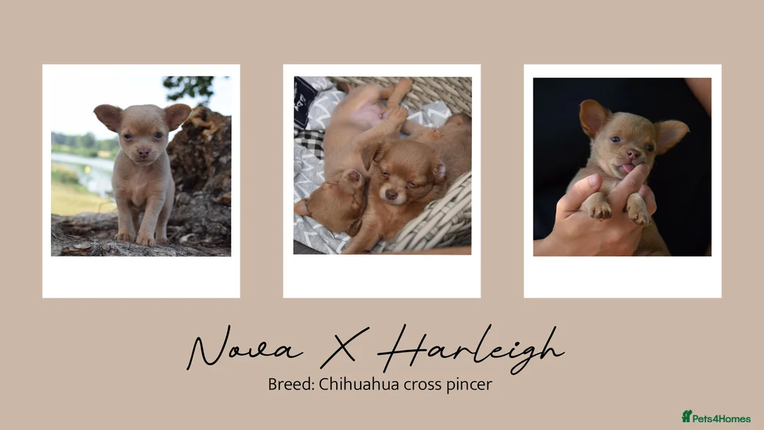 Chihuahua dogs for stud: Unique Chihuahua for Stud 🐾 in Southampton - Advert 38