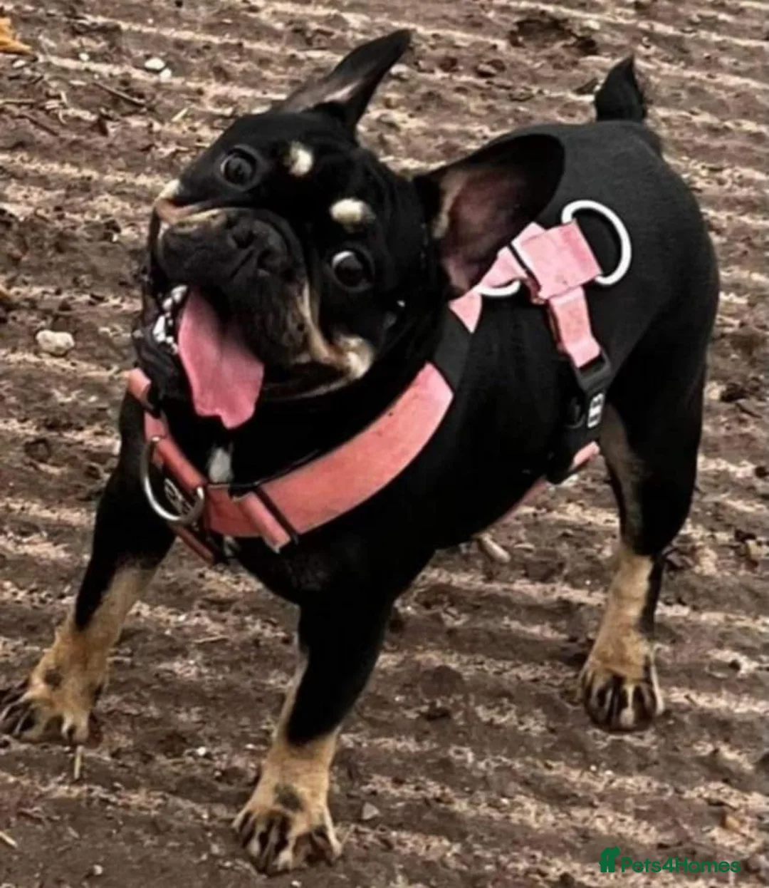 Mixed Breed dogs for sale: Beautiful french bulldog x pocket bully GIRL - Advert 9