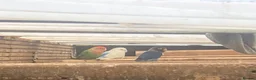 Lovebirds birds for sale: Lovebirds for sale! 🦜 - Advert 2