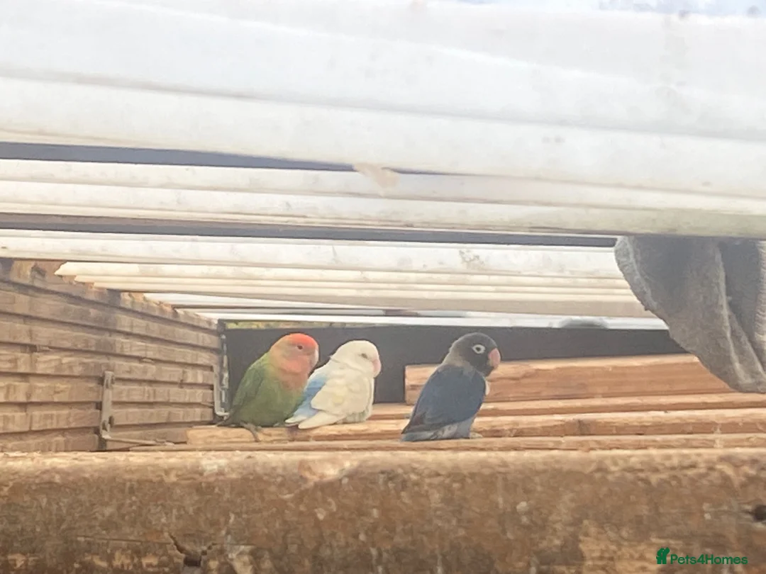 Lovebirds birds for sale: Lovebirds for sale! 🦜 - Advert 2