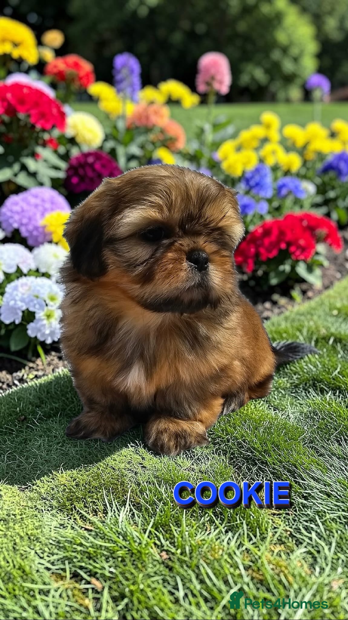 Shih Tzu dogs STUNNING PURE STANDARD SHIH TZU  - Advert 4