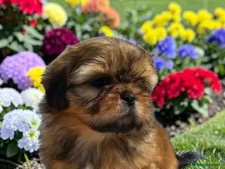 Shih Tzu dogs STUNNING PURE STANDARD SHIH TZU - Advert 4