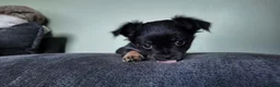 Chihuahua dogs for sale: Long haired chihuahua pups  in Rotherham - Advert 16