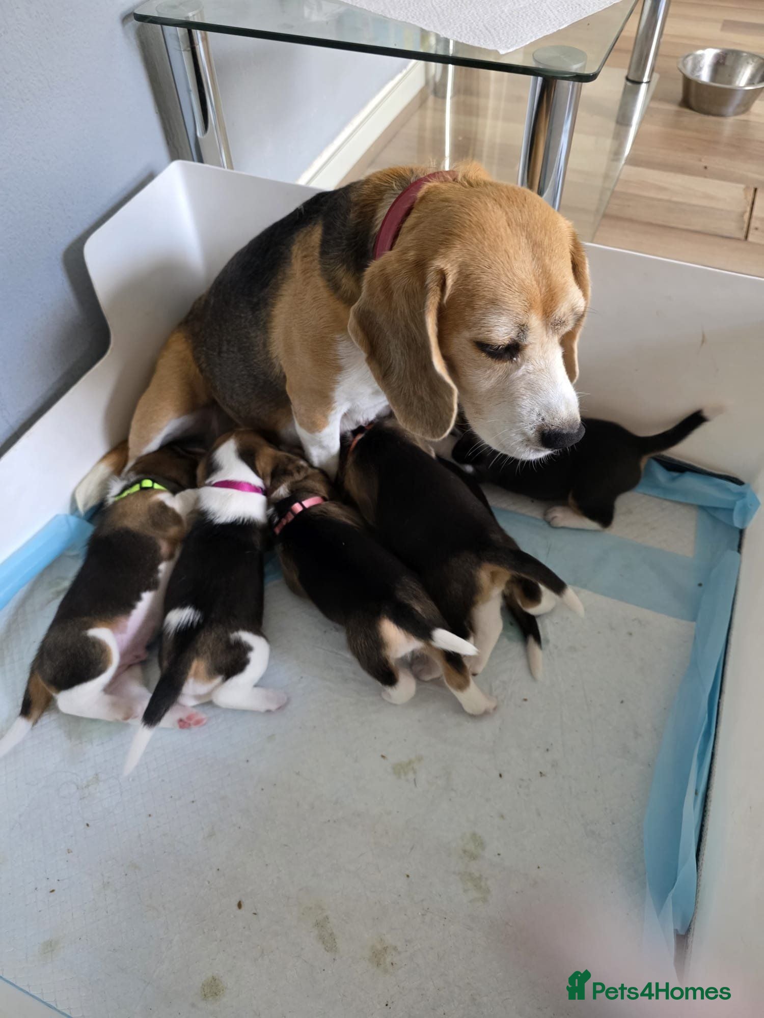 Beagle dogs KC REG PURE BEAGLE PUPPIES - Advert 7