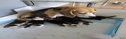 Beagle dogs for sale: KC REG PURE BEAGLE PUPPIES in Stoke-on-Trent - Advert 1