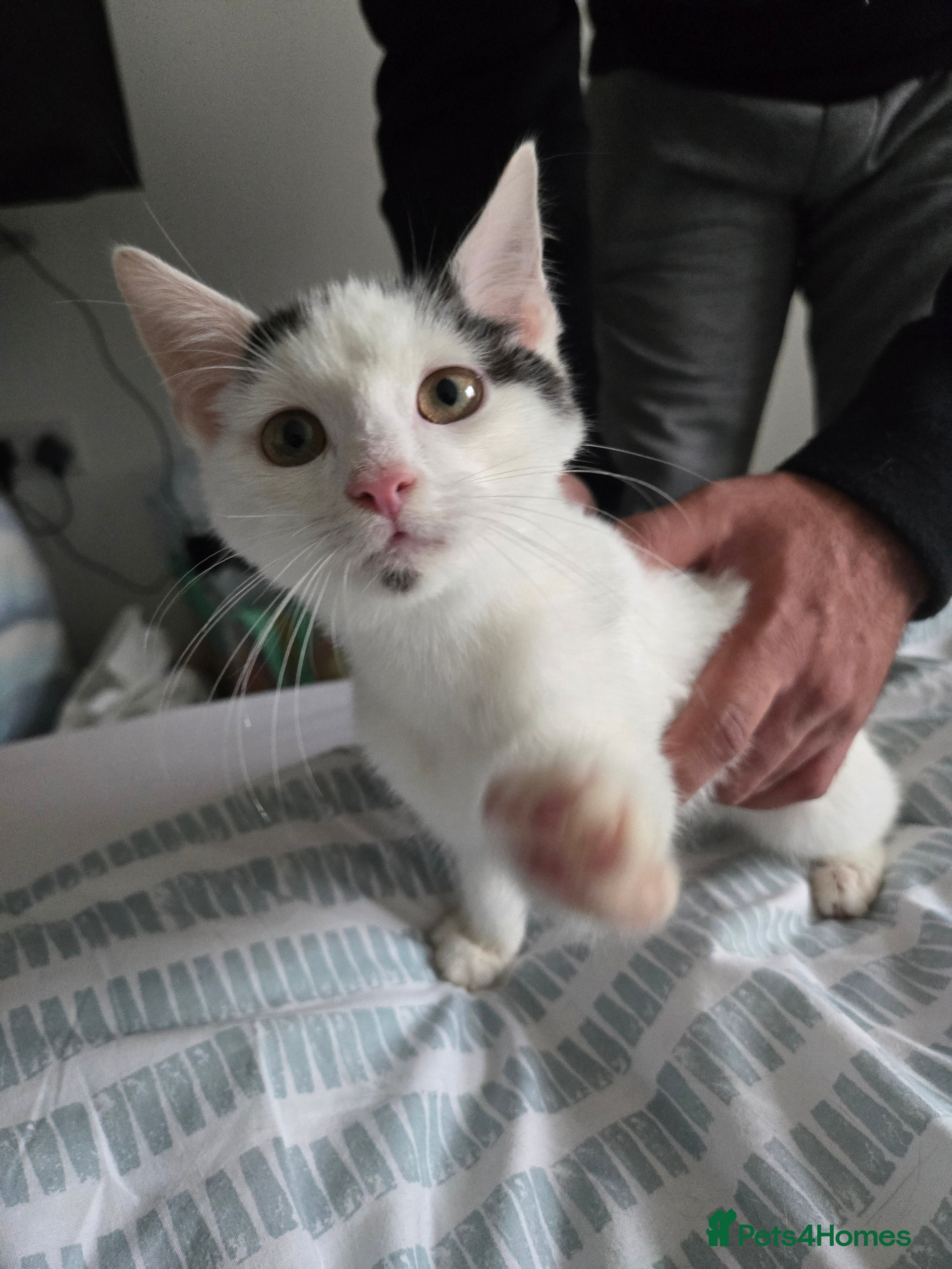 Mixed Breed cats 4 months Calico male kitten - Advert 2