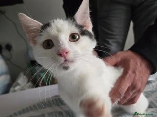 Mixed Breed cats 4 months Calico male kitten - Advert 1