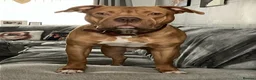 American Bulldog dogs for sale: American bulldog diesel  in Worksop - Advert 1