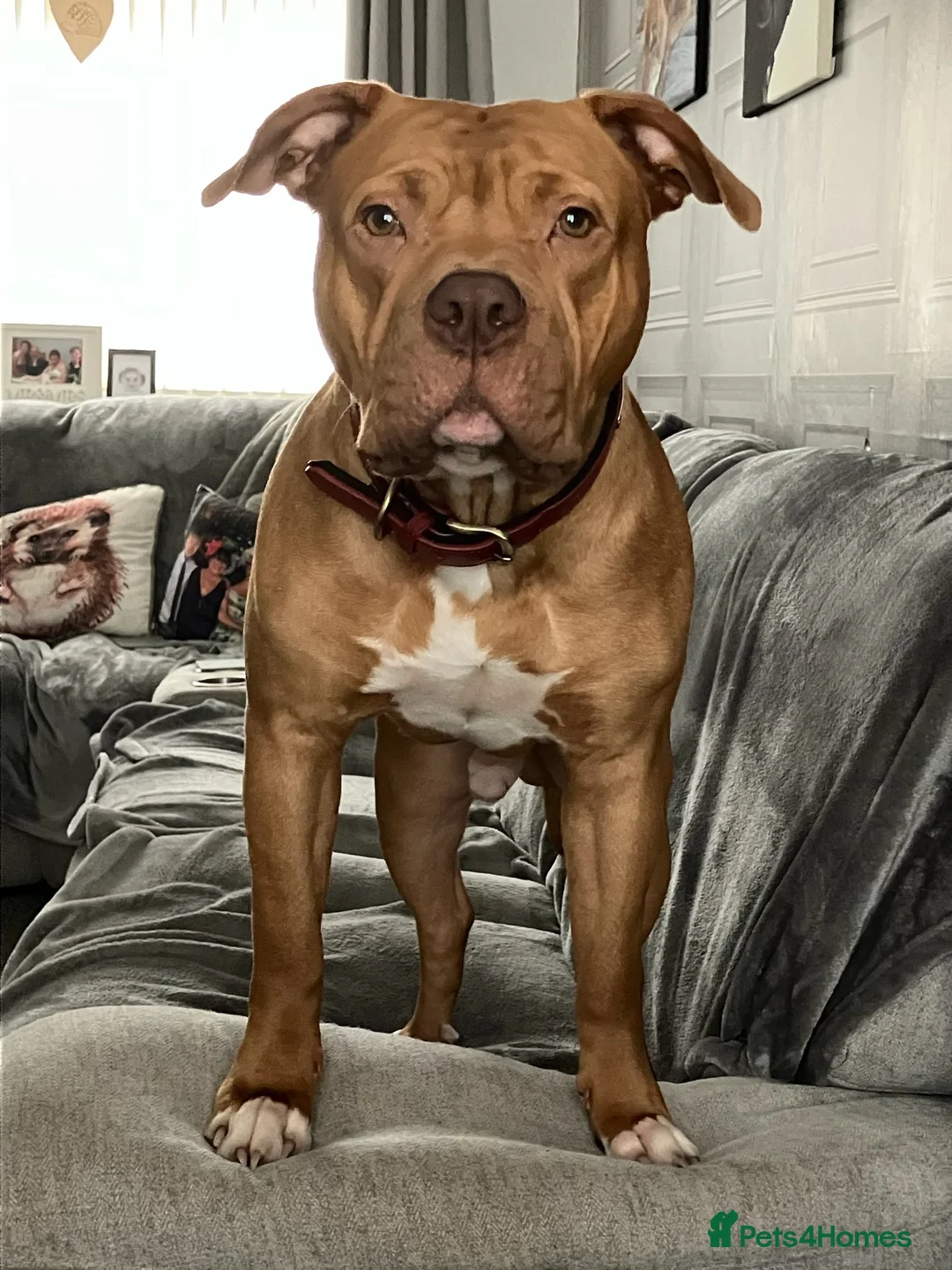 American Bulldog dogs for sale: American bulldog diesel  in Worksop - Advert 1