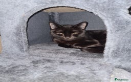 Mixed Breed cats for sale: Male 1 year old black cat  - Image 3