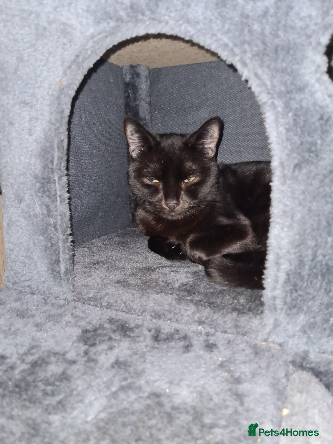 Mixed Breed cats for sale: Male 1 year old black cat  - Image 3