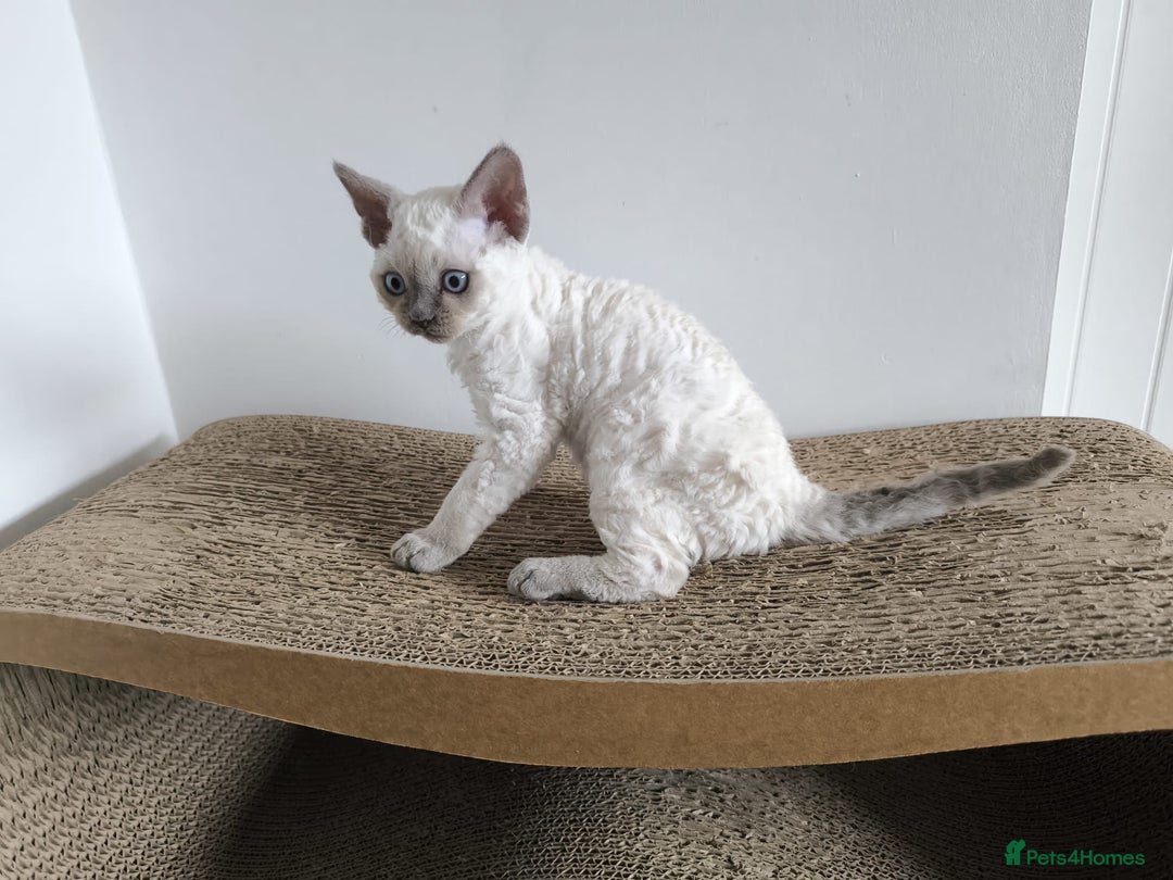 Devon Rex cats for sale: Blue Point Devon Rex Boy 💙 - Image 15