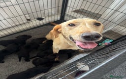 Springador dogs for sale: 8 Black Springador Puppies  - Image 9