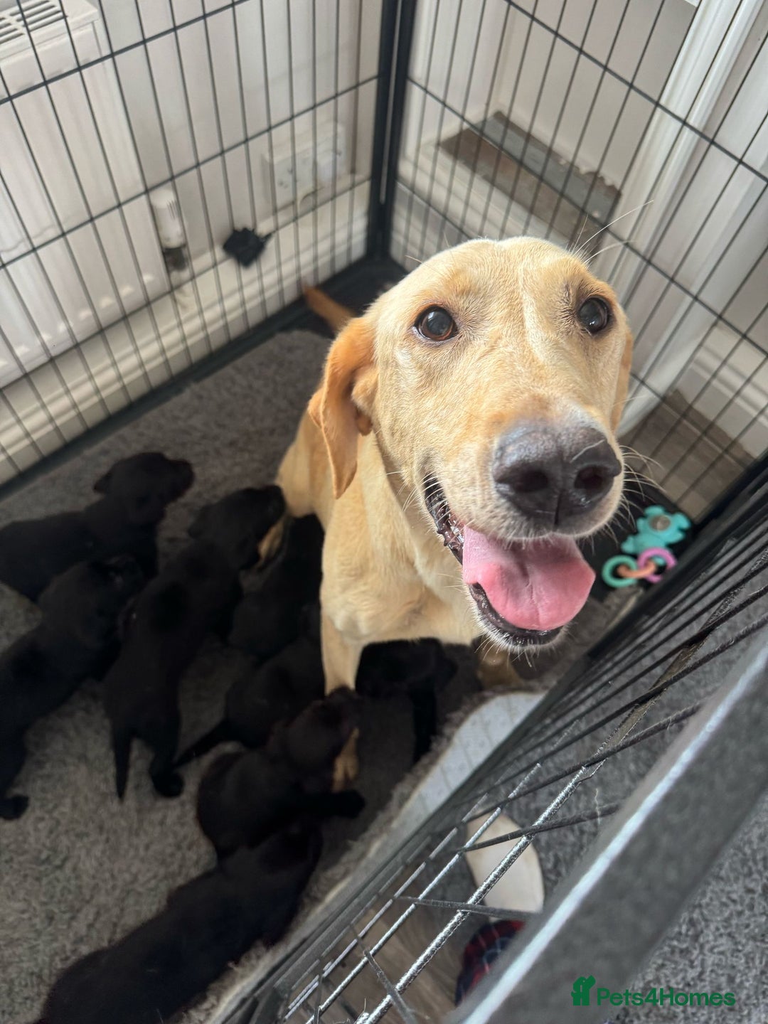 Springador dogs for sale: 8 Black Springador Puppies  - Image 9