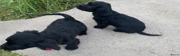 Cocker Spaniel dogs for sale: cocker spaniel puppies ready to leave  in Aylesford - Advert 10