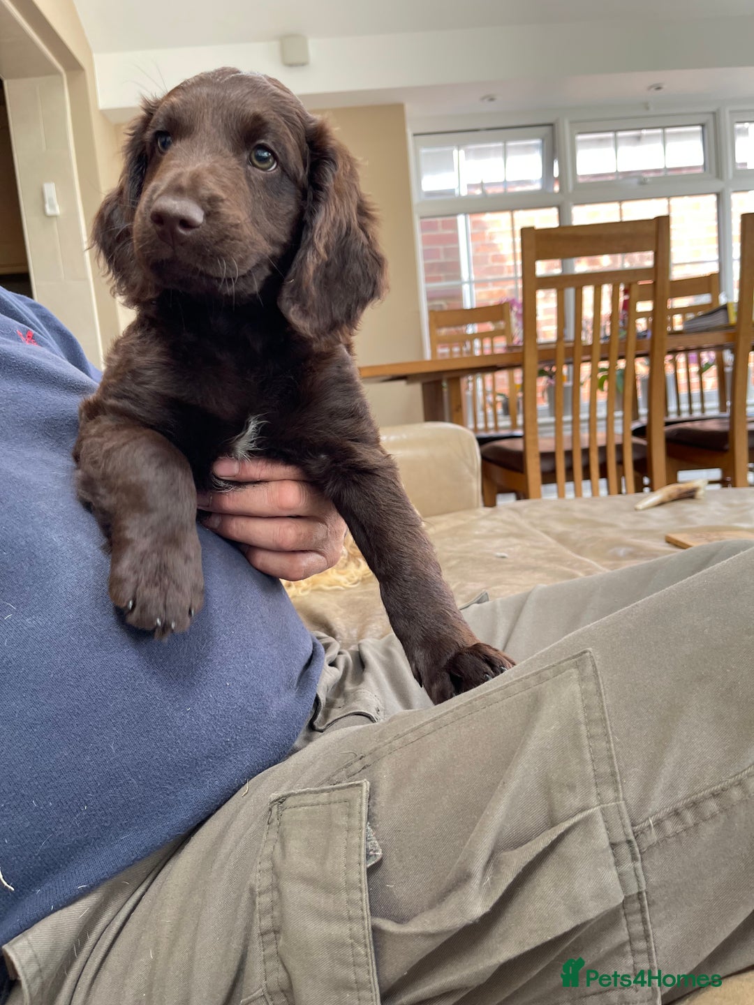 Australian Labradoodle dogs for sale: Pure Australian Labradoodles - READY TO LEAVE  - Image 19