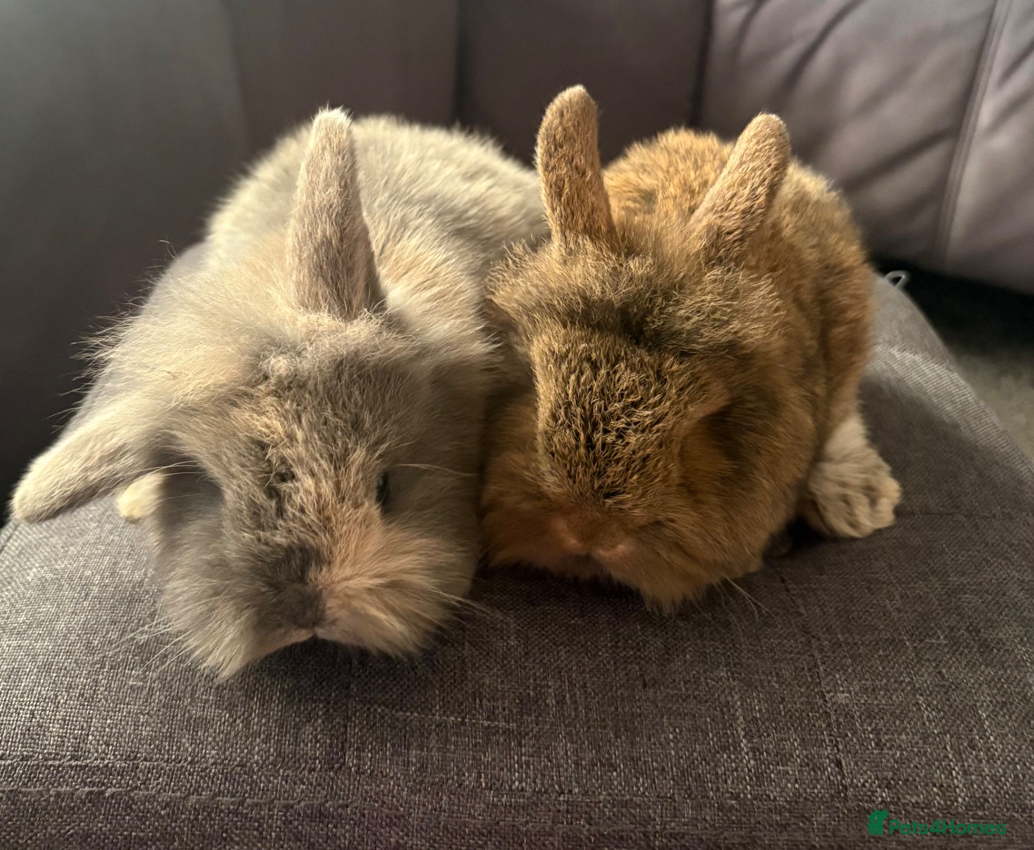 Mixed Breed rabbits Gorgeous pair of mini lop/dearf - Advert 2