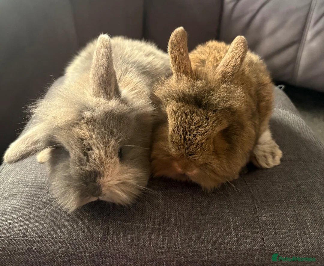 Mixed Breed rabbits for sale: Gorgeous pair of mini lop/dwarf - Advert 1