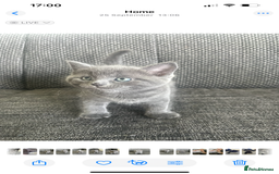 British Shorthair cats for sale: Healthy playful adorable kittens. - Image 11