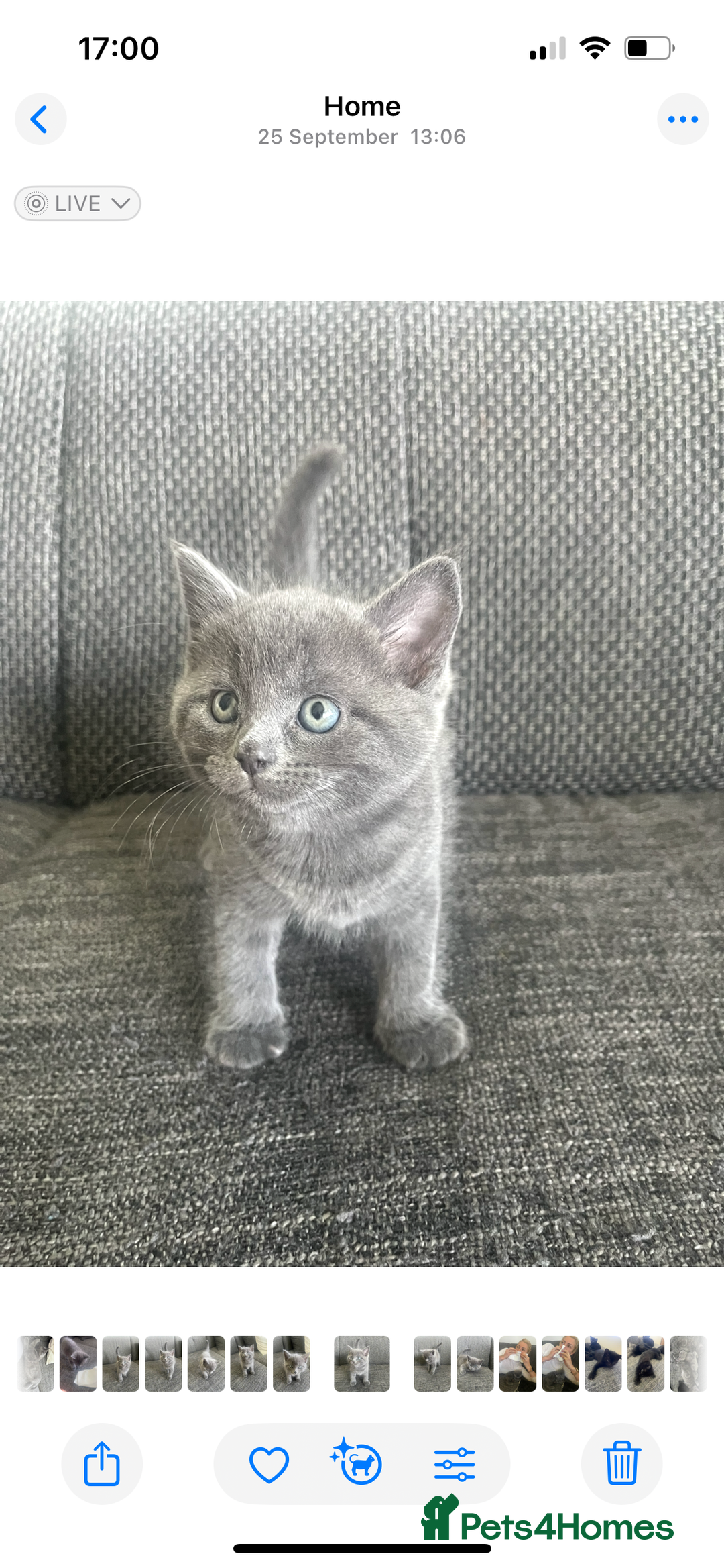 British Shorthair cats for sale: Healthy playful adorable kittens. - Image 11