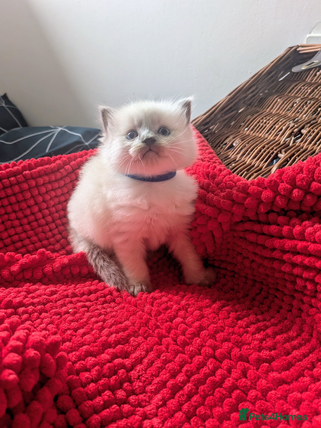 Ragdoll cats for sale: 5 beautiful kittens Ragdoll X Turkish  - Image 6