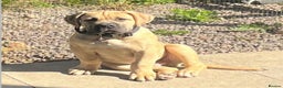 Boerboel dogs for stud: Imperial Health Tested & Champion Stud in Eastleigh - Advert 31