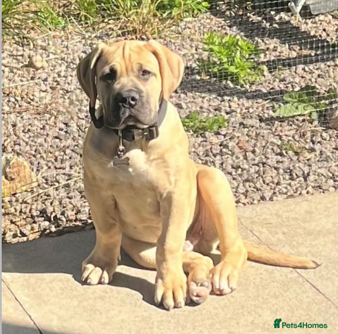 Boerboel dogs for stud: Imperial Health Tested & Champion Stud in Eastleigh - Advert 31