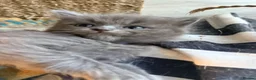 Ragdoll cats for sale: Blue/lilac Ragdoll babies - Advert 3