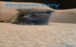 British Shorthair cats for sale: British shorthair kittens  - Image 6