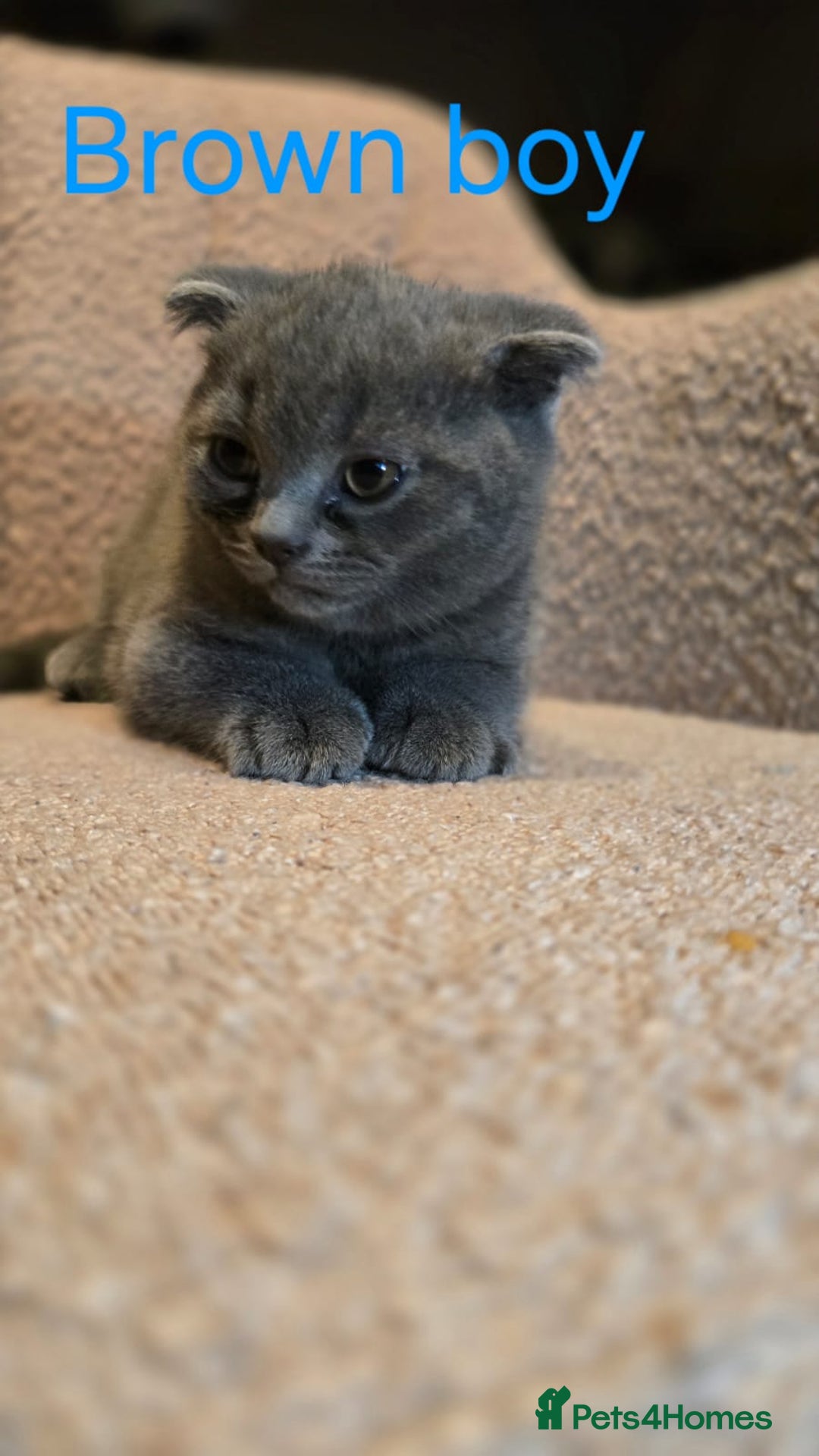 British Shorthair cats for sale: British shorthair kittens  - Image 6