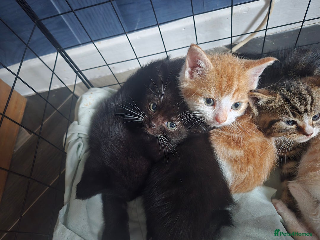 British Shorthair cats for sale: Adorable kittens - Advert 13