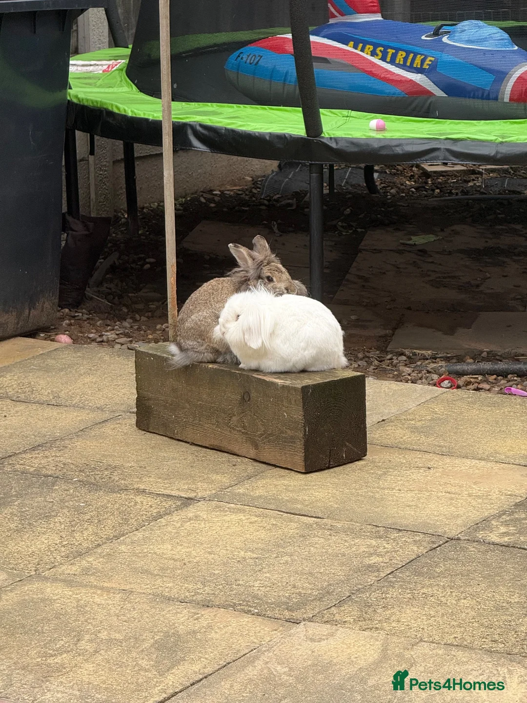 Mixed Breed rabbits for sale: Baby rabbits  in Wrexham - Advert 16