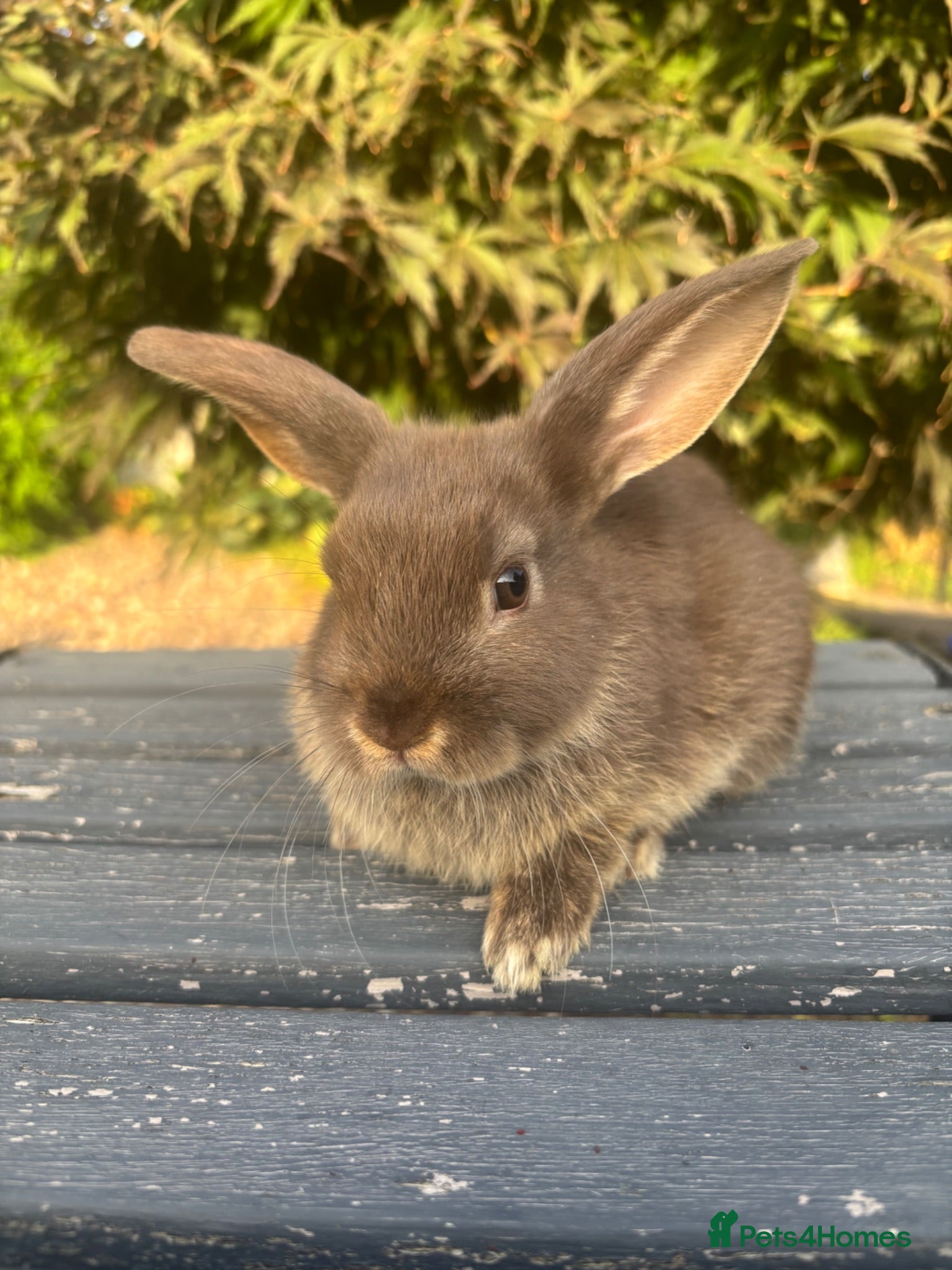 Mini Lop rabbits Female chocolate otter / black self cross - Advert 1