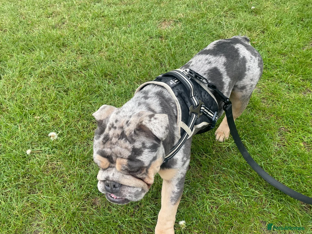 English Bulldog dogs for stud: STUD !!  - Advert 2
