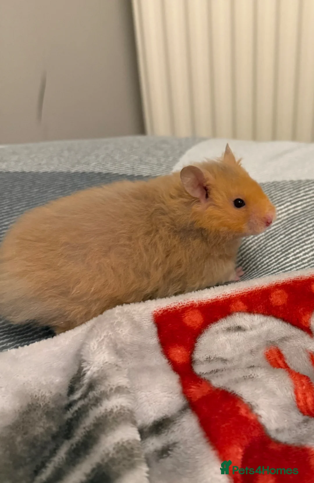 Hamster rodents for sale: Long Haired Pedigree Rex Syrian Hamster Female  - Advert 2