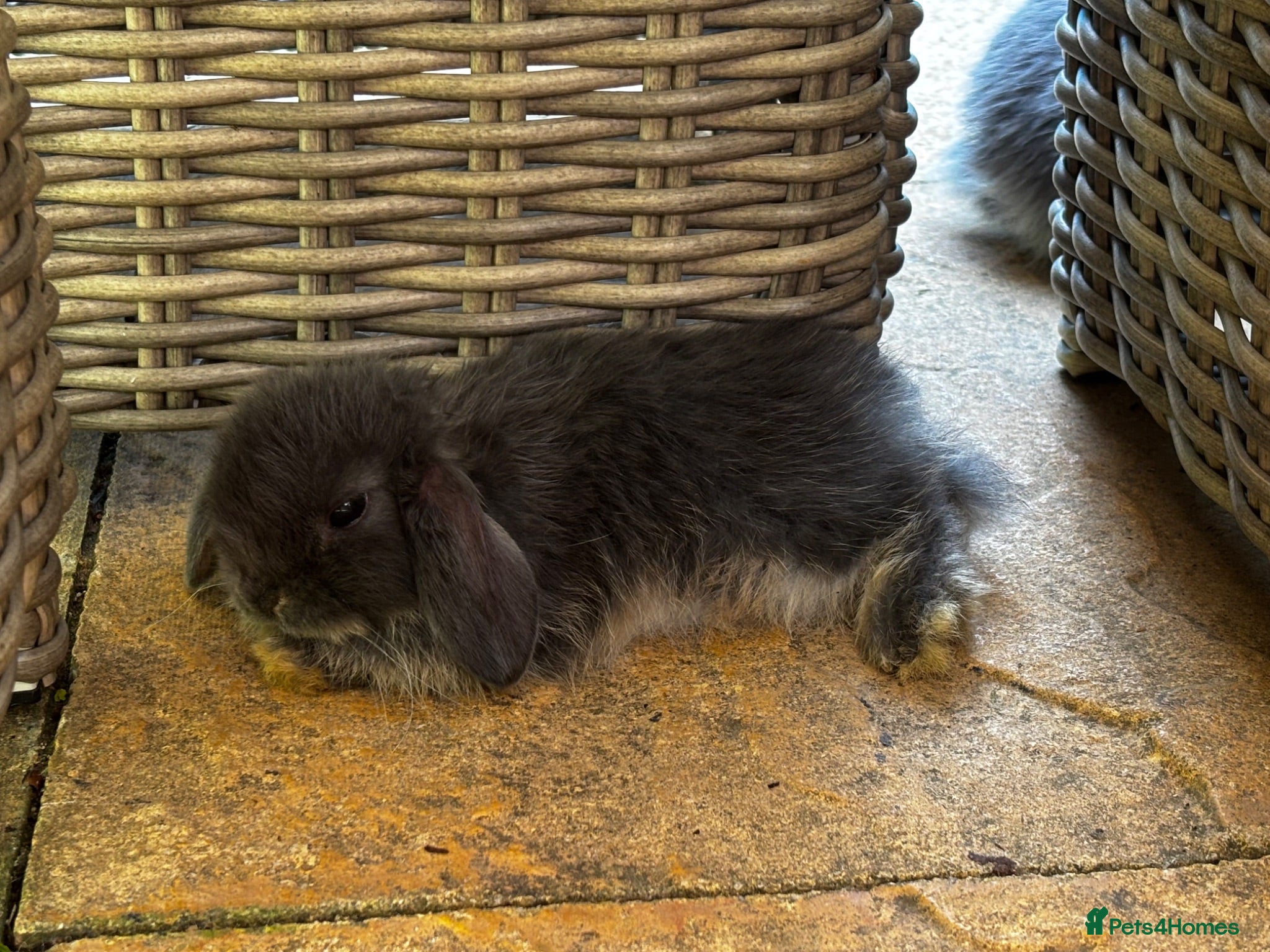 Mini Lop rabbits 6 Baby Mini Lops - Advert 5
