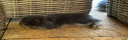 Mini Lop rabbits for sale: 2 Blue Baby Mini Lops - Advert 6