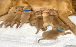 Golden Retriever dogs for sale: Litter of 8 (2 males & 2 females available) - Image 4