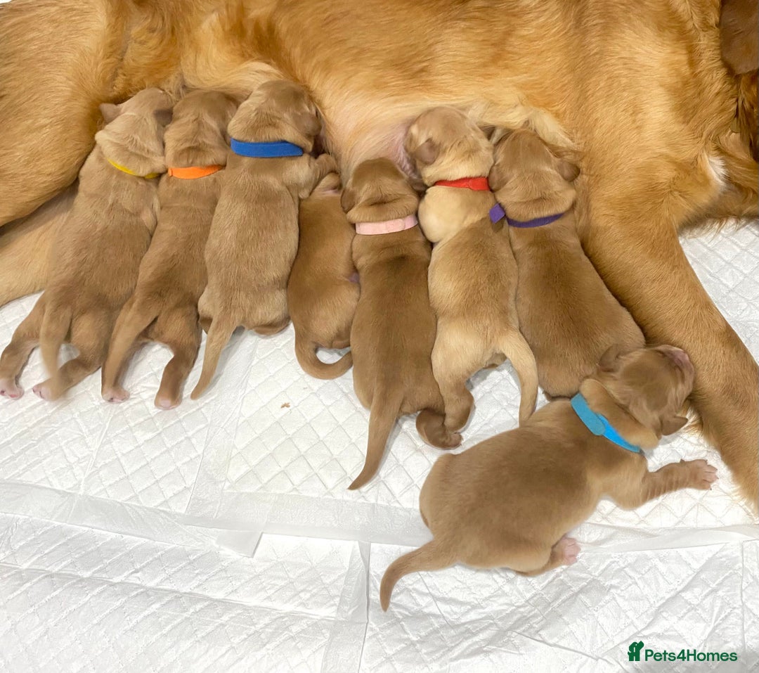 Golden Retriever dogs for sale: Litter of 8 (2 males & 2 females available) - Image 4