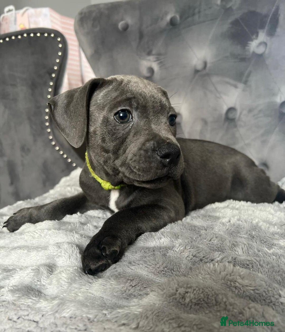 Staffordshire Bull Terrier dogs for sale: Kc blue staffordshire bull terrier puppies - Advert 3