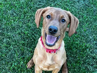 Labrador Retriever dogs Beautiful Fox Red Labrador - Advert 11
