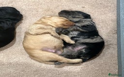 Labradoodle dogs for sale: Miniature Labradoodles - Image 8