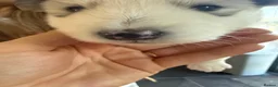 Alaskan Malamute dogs for sale: Alaskian malamute puppies  - Advert 16