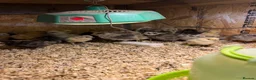 Chickens poultry for sale: 🐥🐣🥚USA Bearded silkies🐥Vorwerk🐥Brahmas🥚🐣🐥 - Advert 11