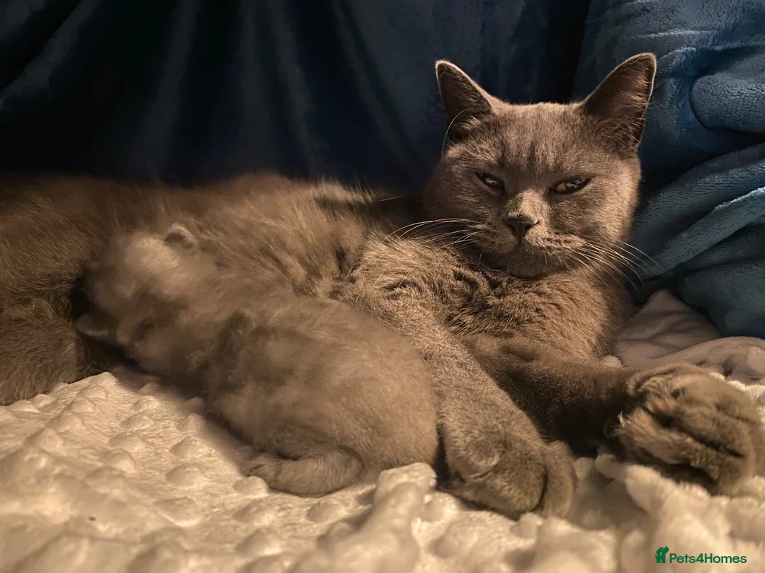British Shorthair cats for sale: Gorgeous Pedigree Blue British Shorthair  - Advert 1