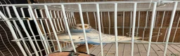 Budgerigars birds for sale: Breeding pair of budgies - Advert 3