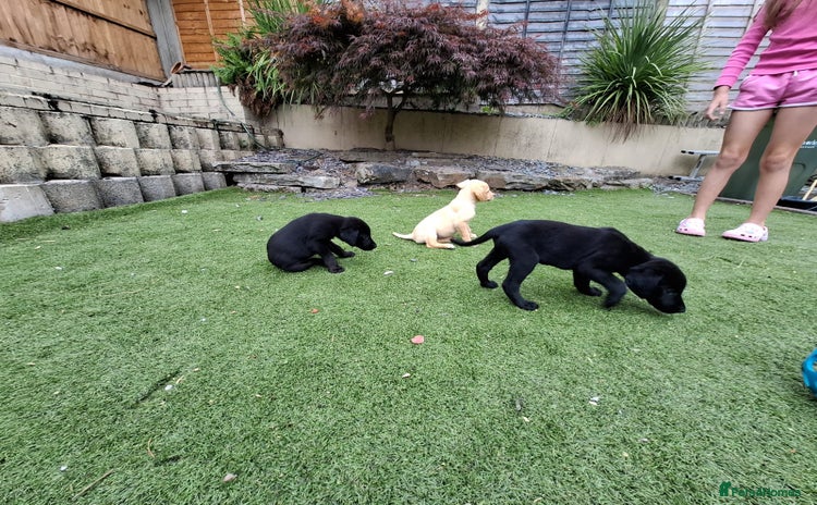 Labrador Retriever dogs - Advert 3